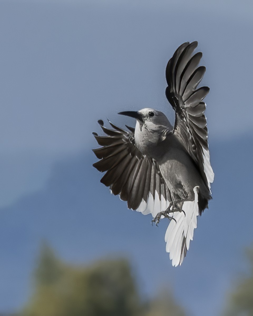 Clark's Nutcracker - ML642985369