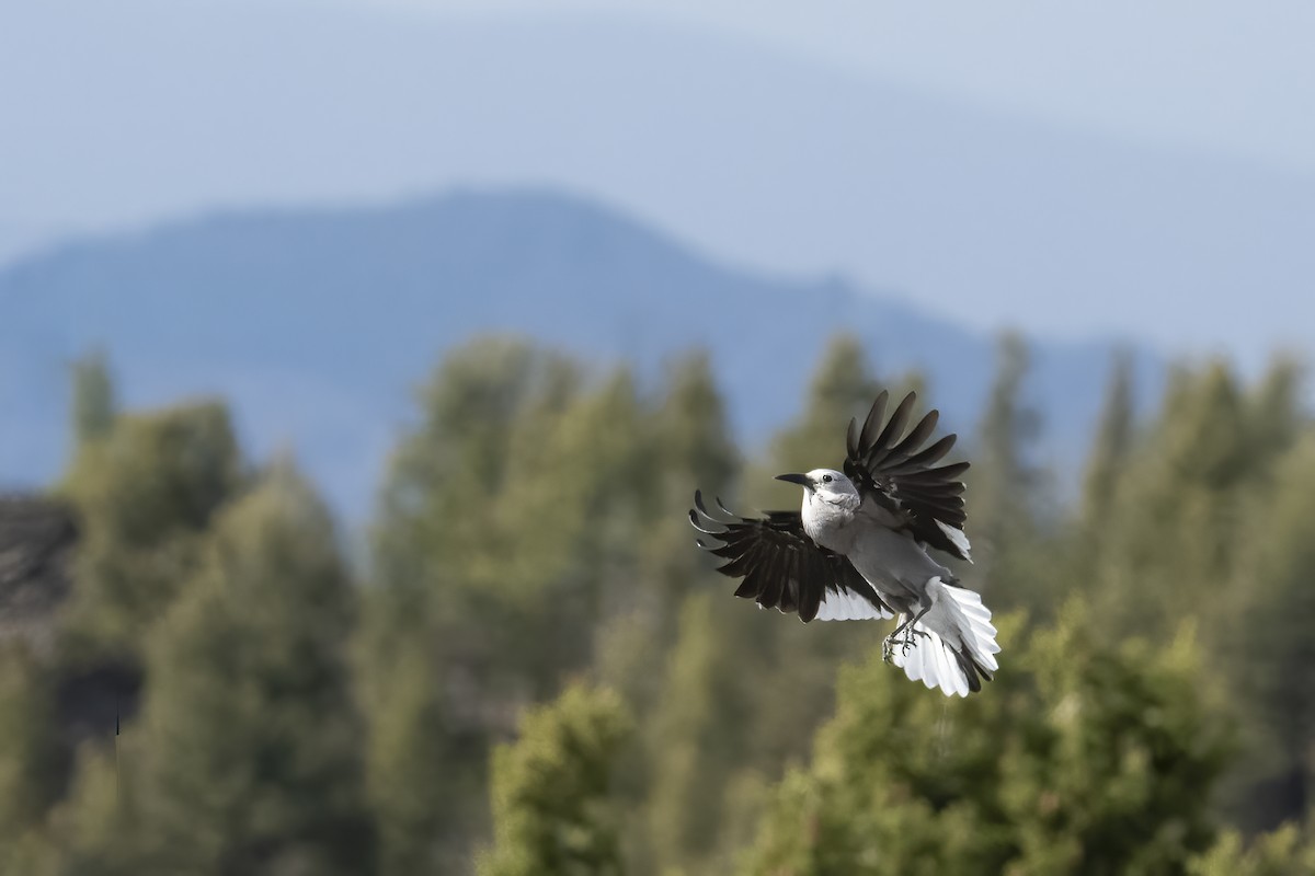 Clark's Nutcracker - ML642985370