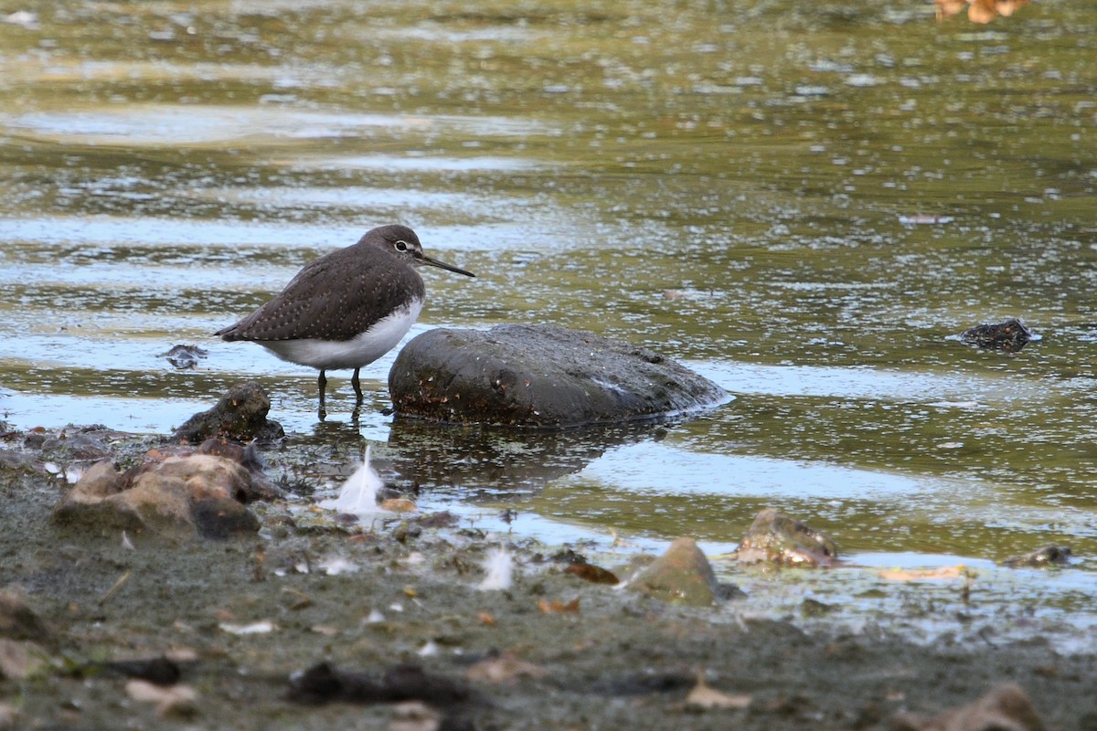 Green Sandpiper - ML642985371