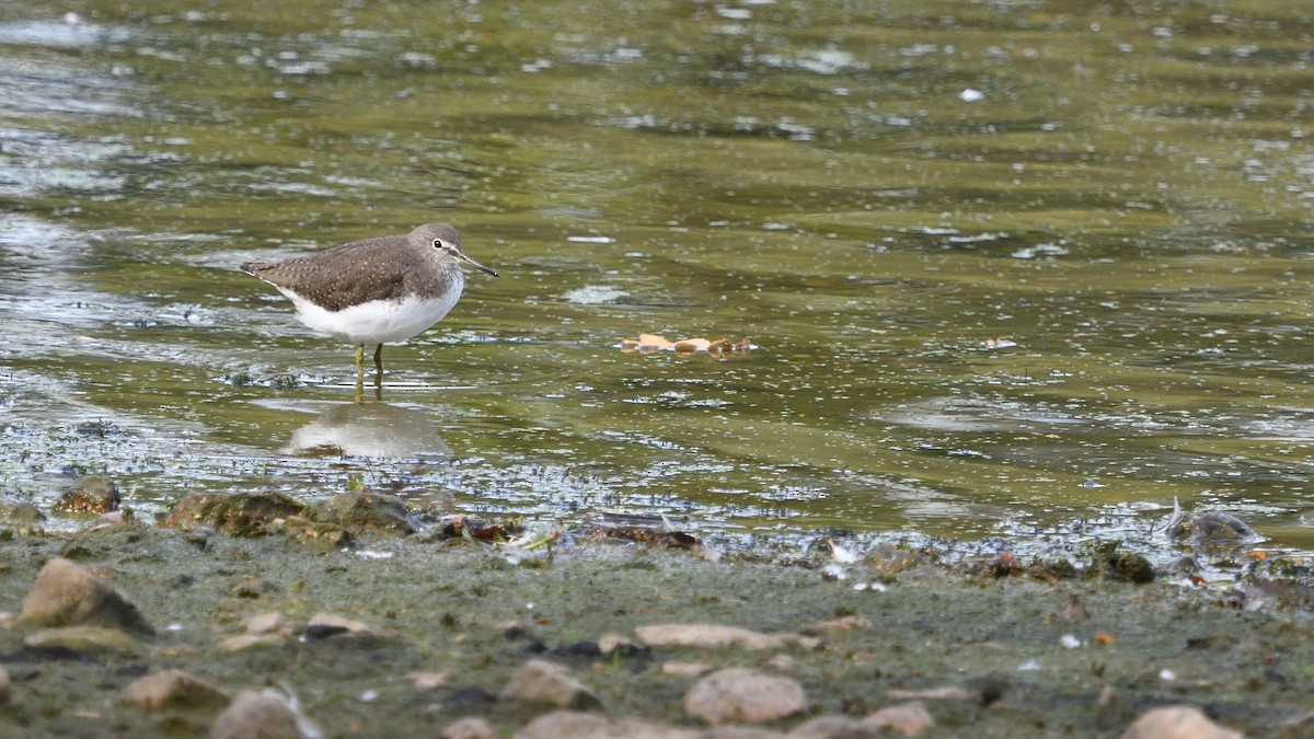 Green Sandpiper - ML642985372