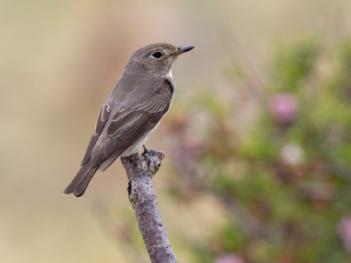Asian Brown Flycatcher (Northern) - ML642985375
