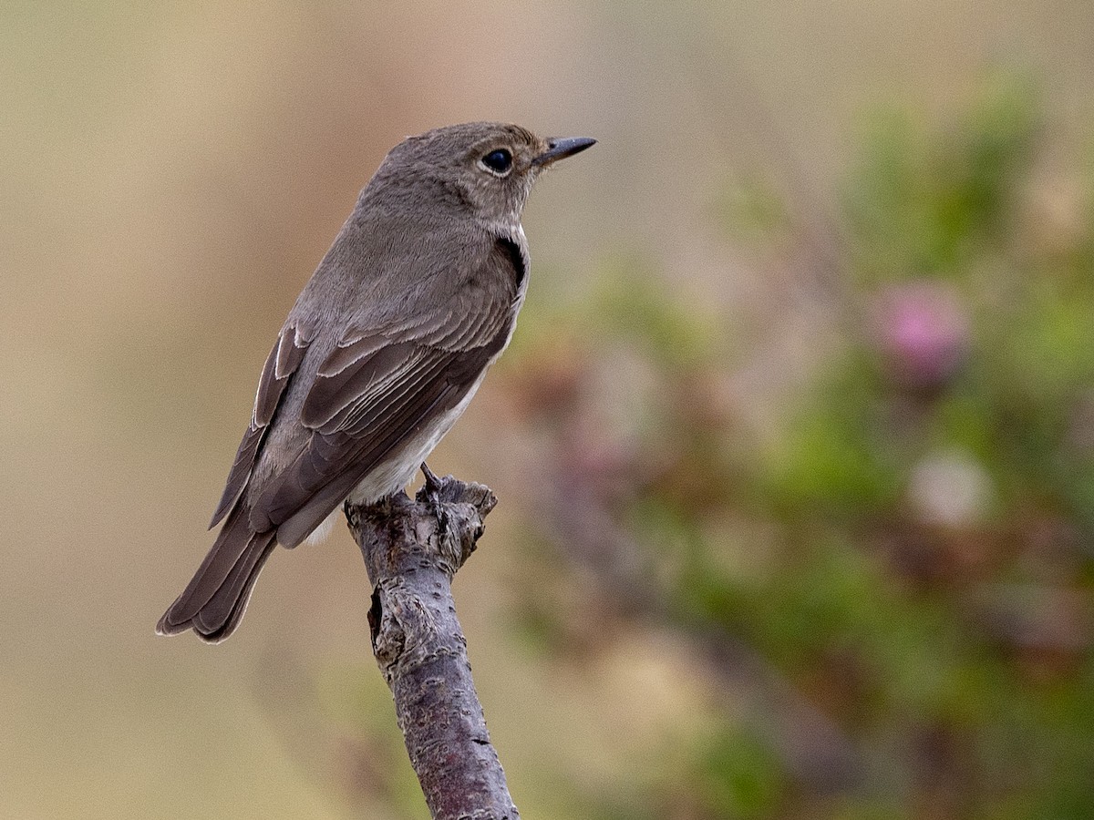 Asian Brown Flycatcher (Northern) - ML642985376