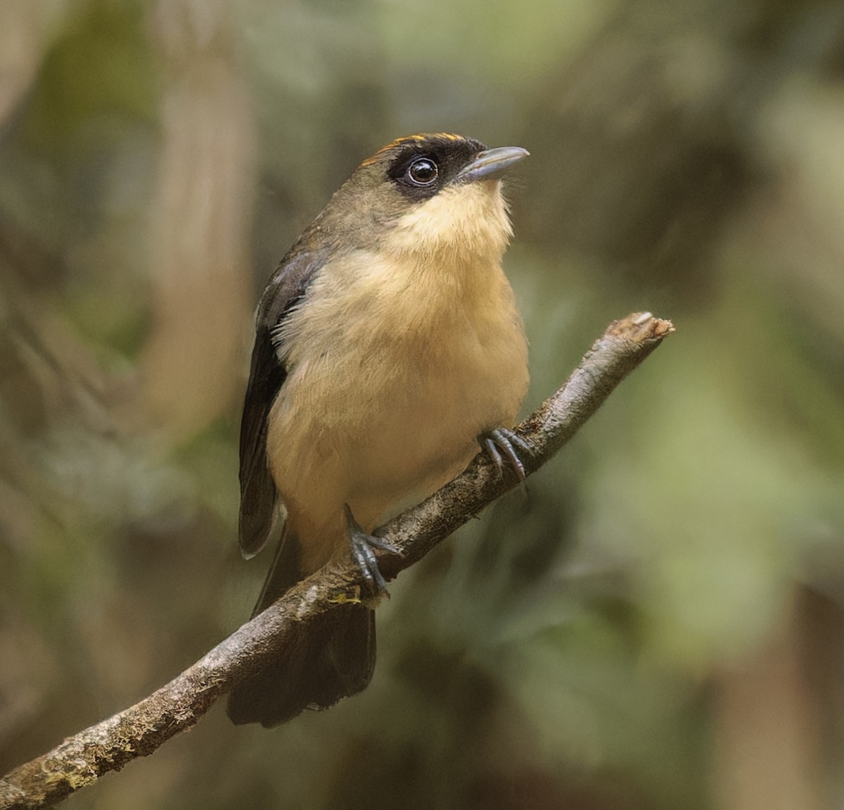 Black-goggled Tanager - ML642985380