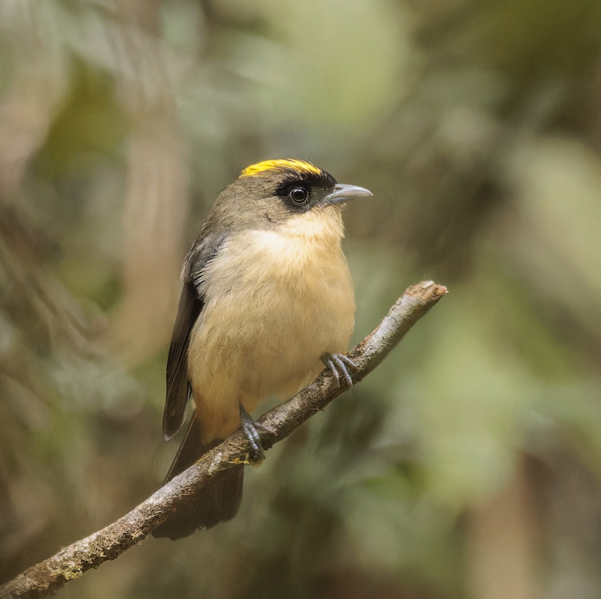 Black-goggled Tanager - ML642985381