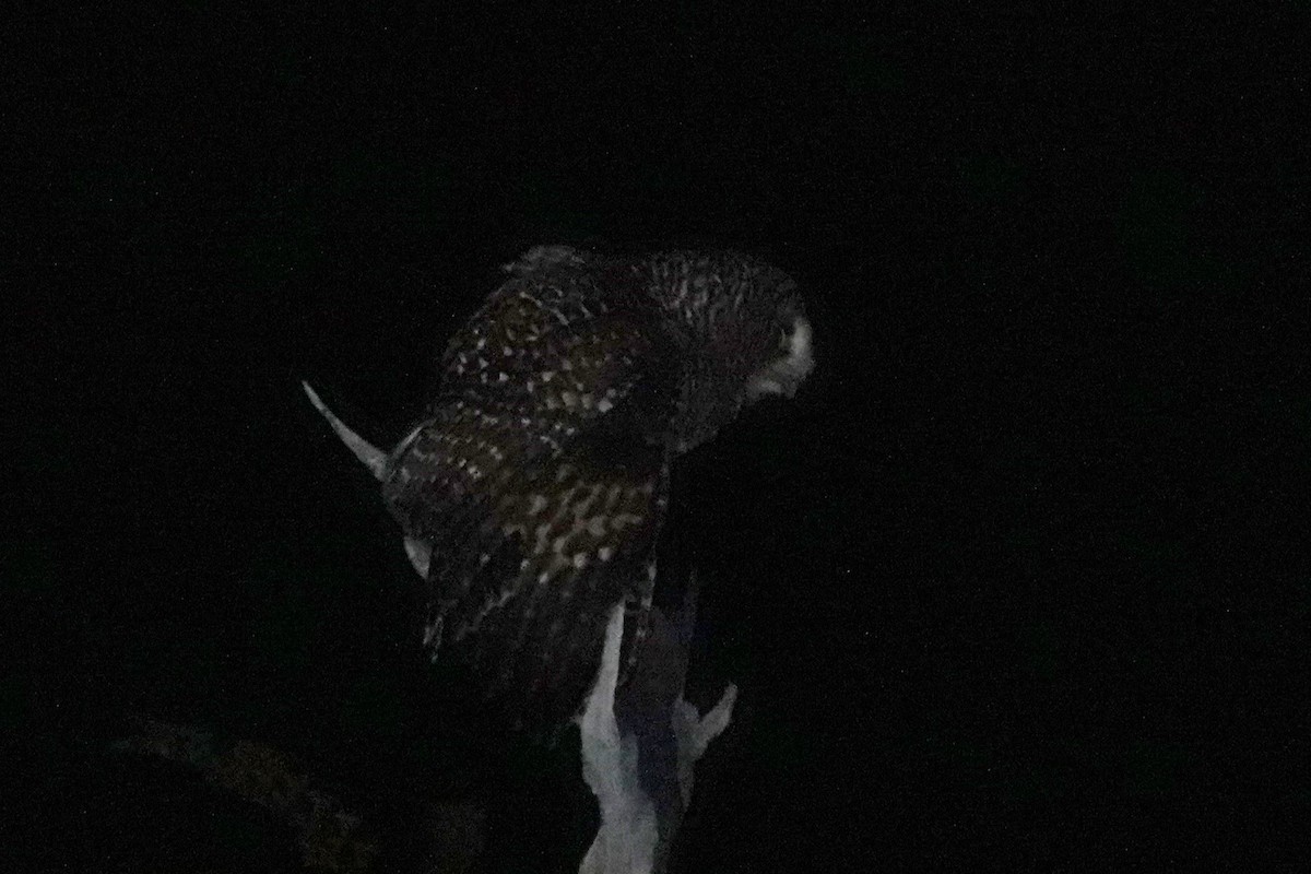 Rufous-legged Owl - ML642985402