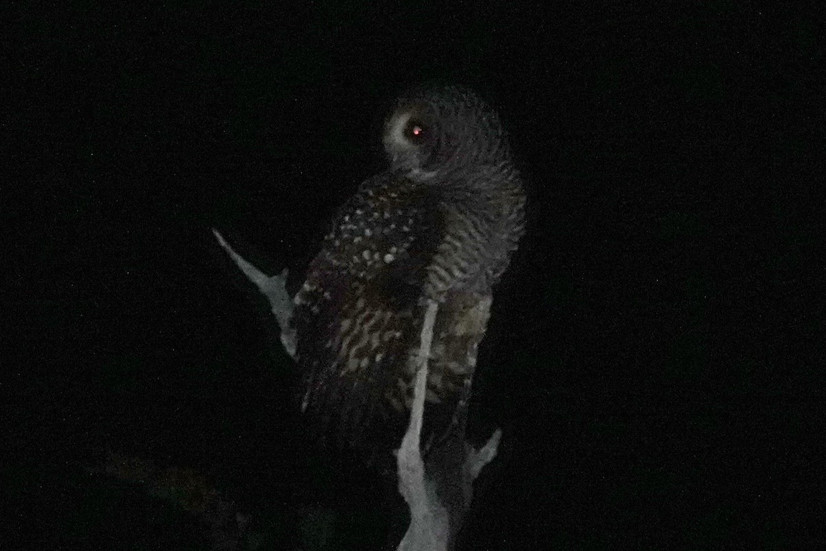 Rufous-legged Owl - ML642985403