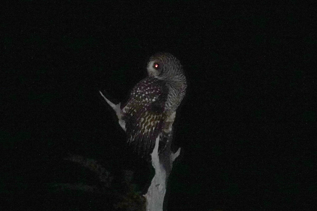 Rufous-legged Owl - ML642985404