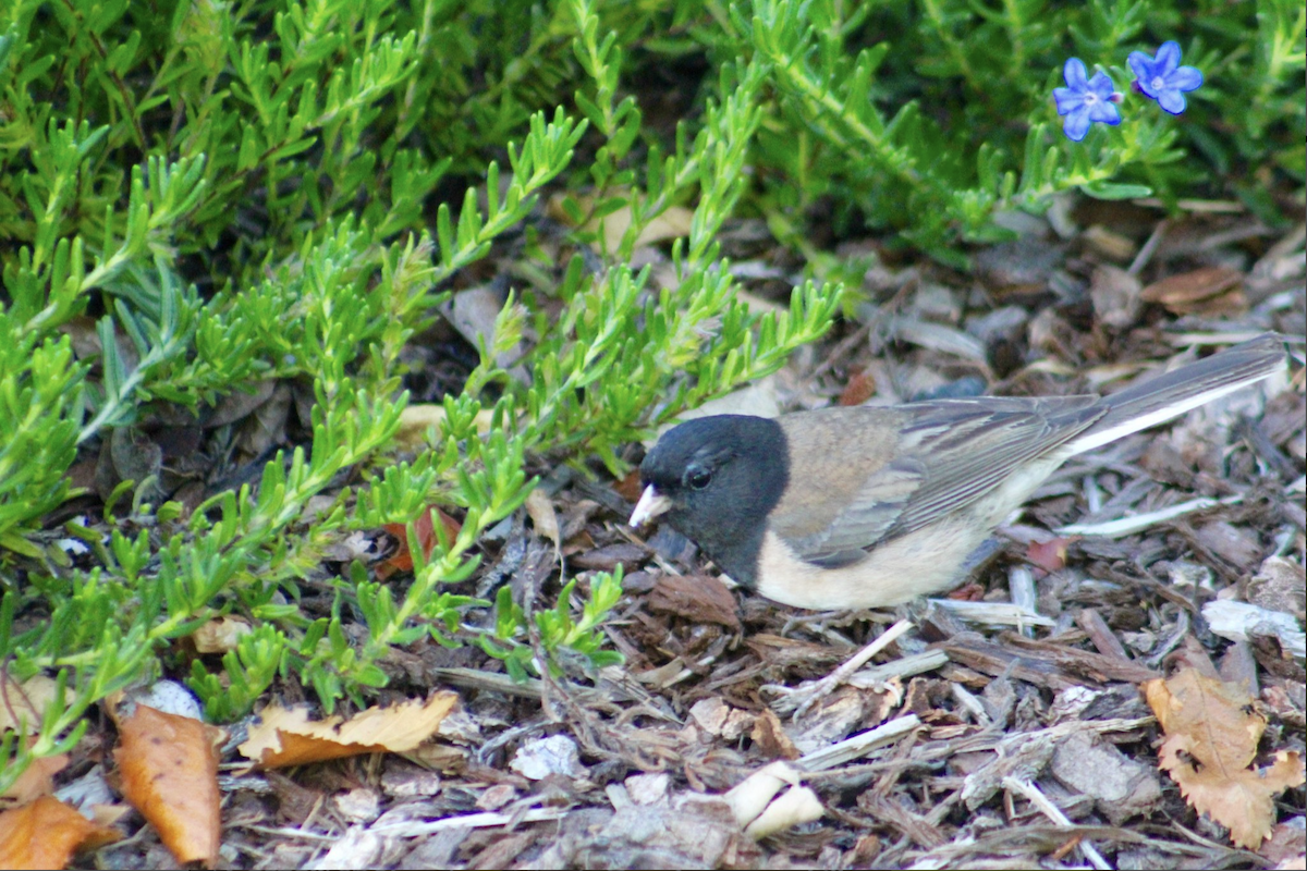 Dark-eyed Junco - ML642985405