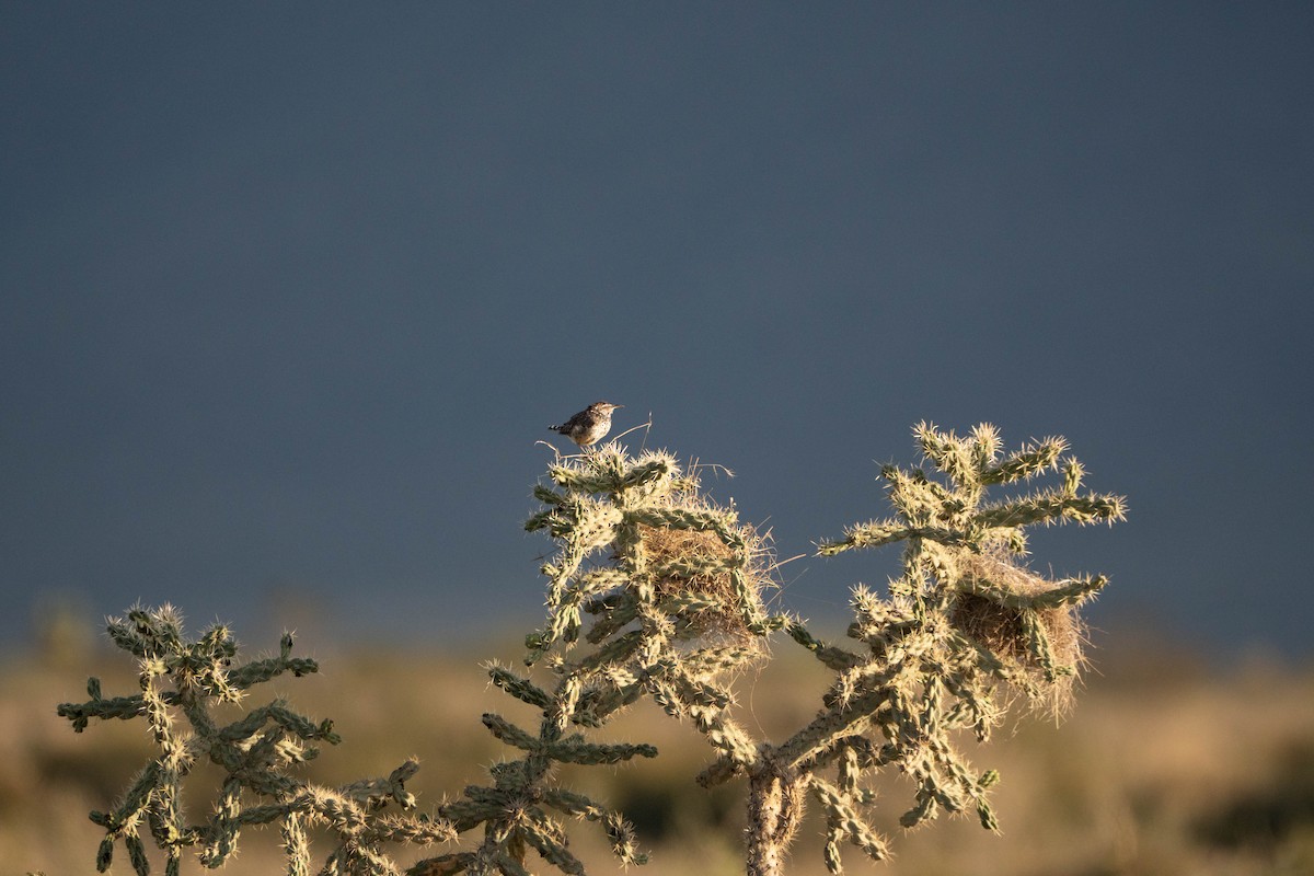 Cactus Wren - ML642985407
