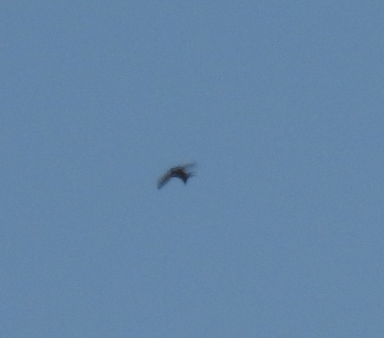 Plain Swift - ML642985409