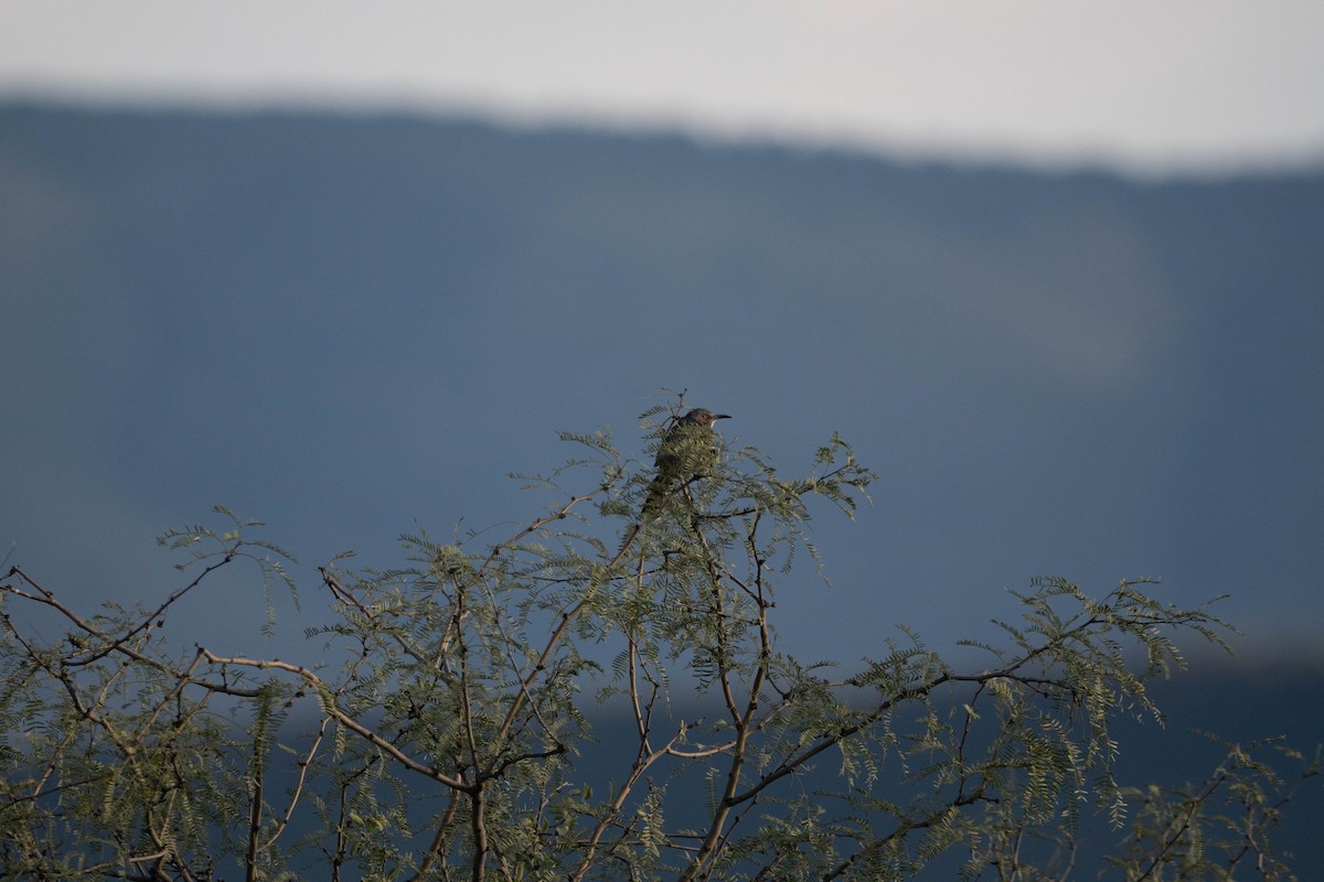 Curve-billed Thrasher - ML642985452