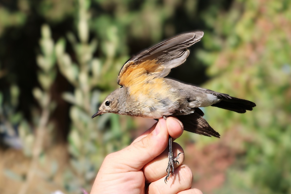 White-throated Robin - ML642985453