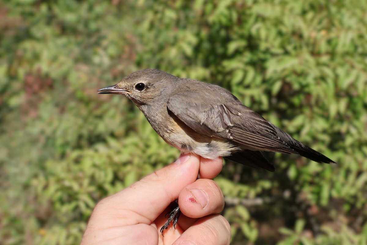 White-throated Robin - ML642985454