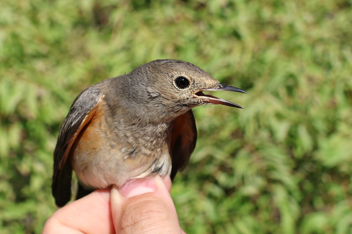 White-throated Robin - ML642985455