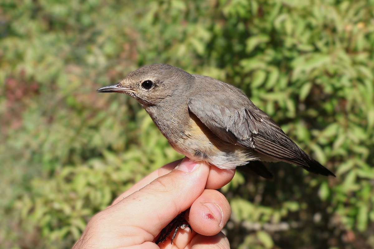 White-throated Robin - ML642985457
