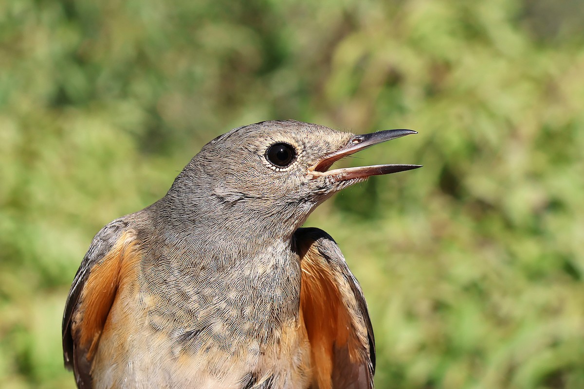 White-throated Robin - ML642985458