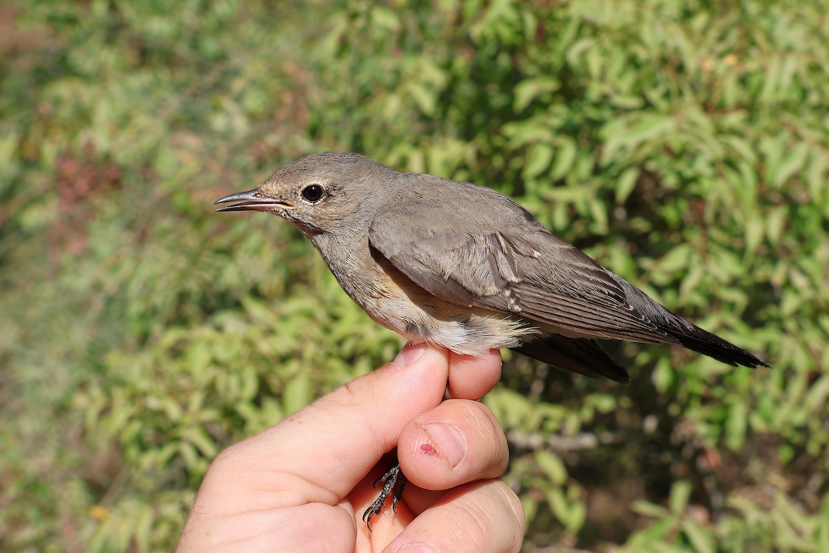 White-throated Robin - ML642985459