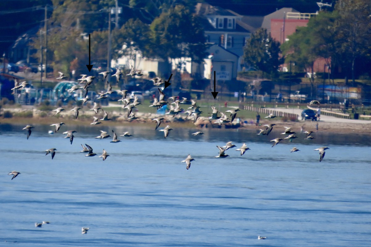 břehouš rudý [skupina lapponica] - ML642985479