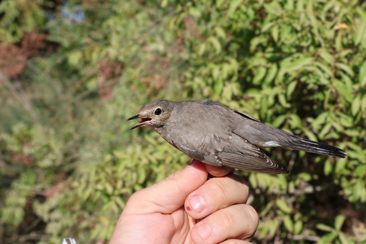 White-throated Robin - ML642985480