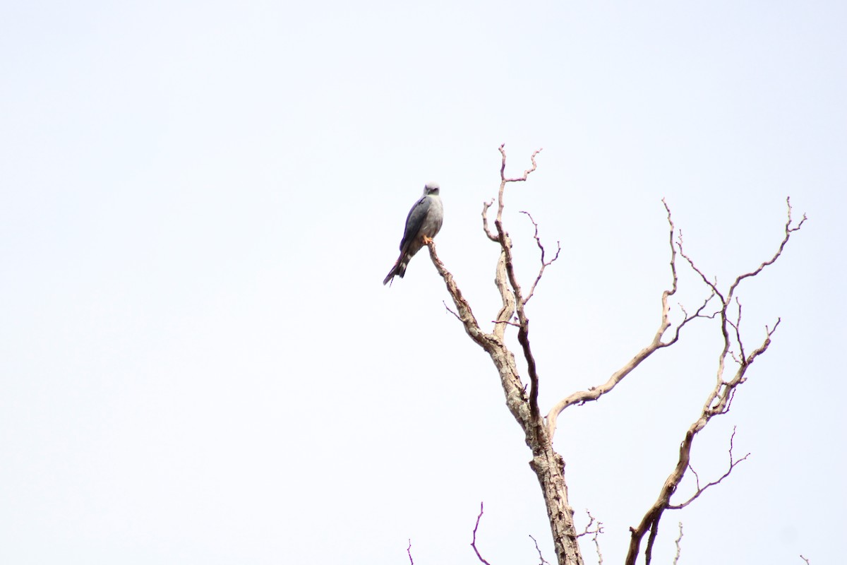 Plumbeous Kite - ML642985485
