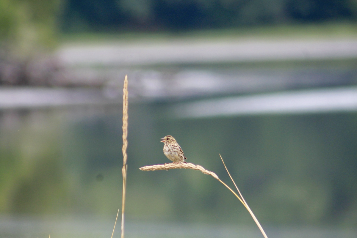 Savannah Sparrow (Savannah) - ML642985487