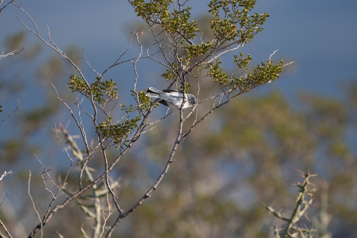 Blue-gray Gnatcatcher - ML642985488