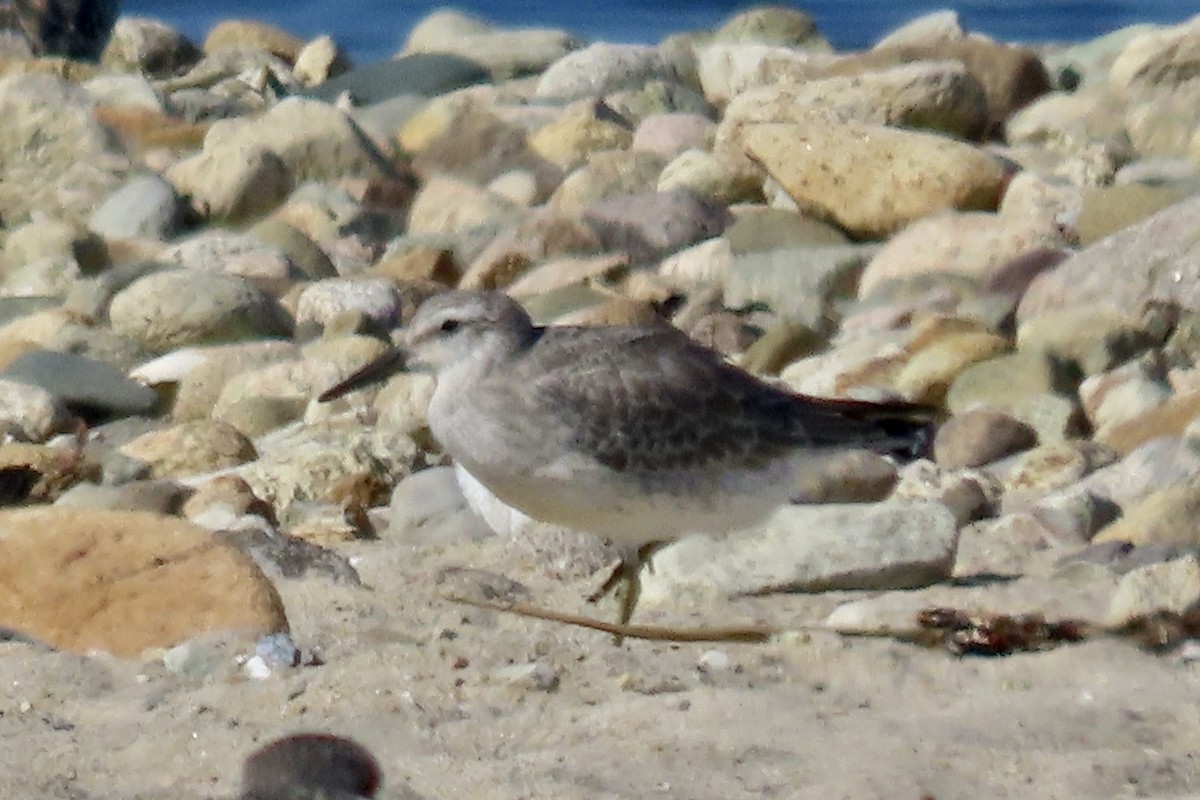 jespák rezavý - ML642985490