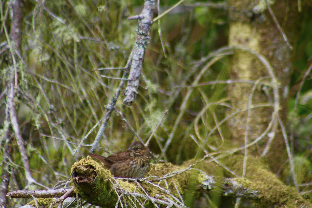 Song Sparrow - ML642985498