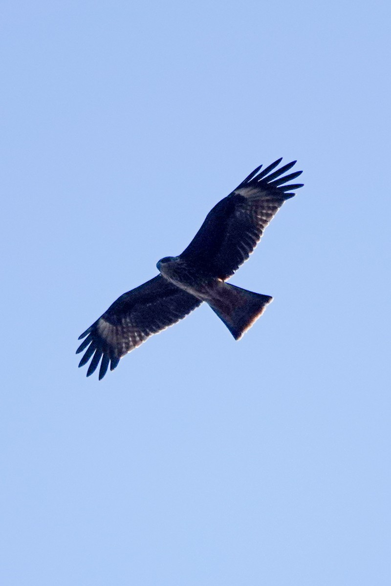 Black Kite - ML642985505