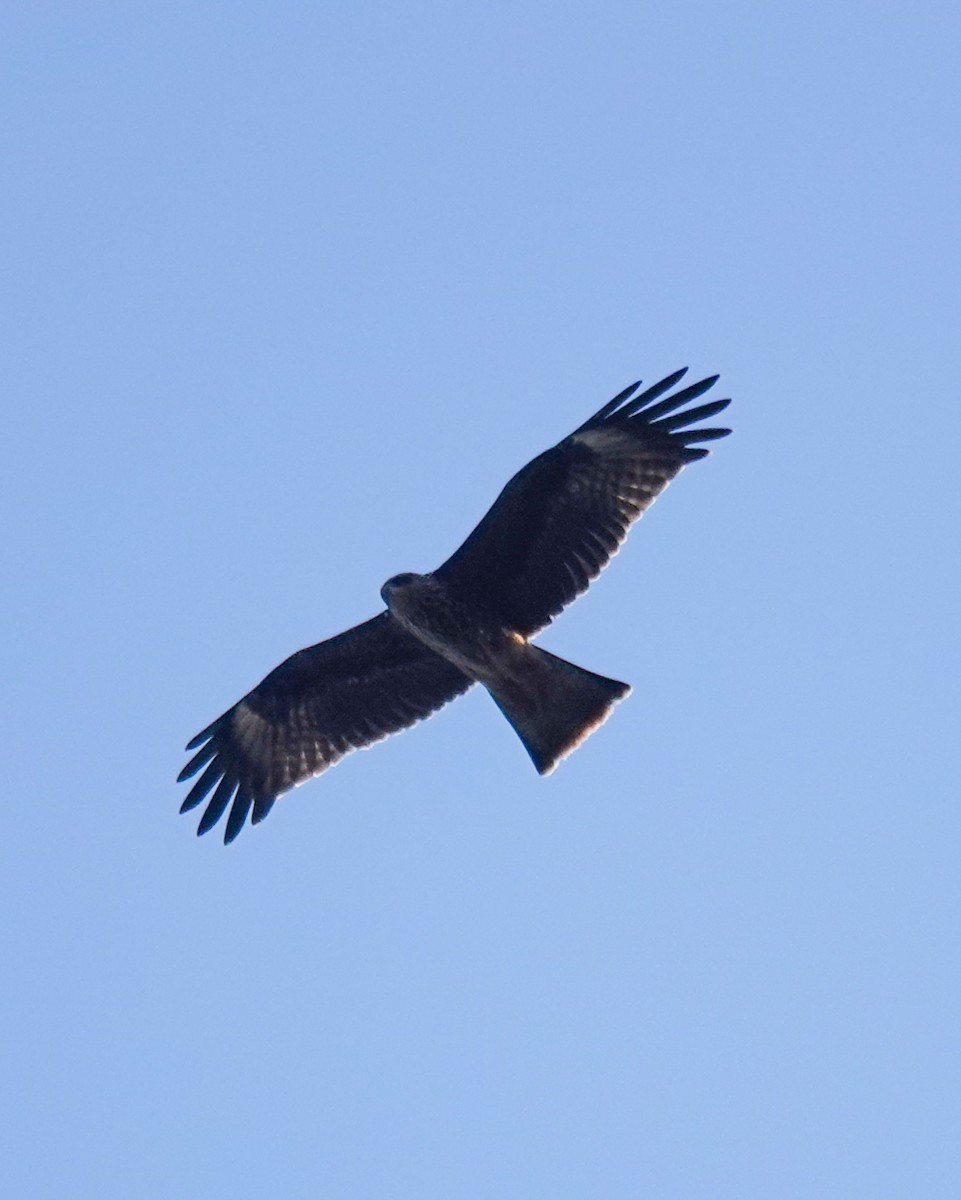 Black Kite - ML642985506