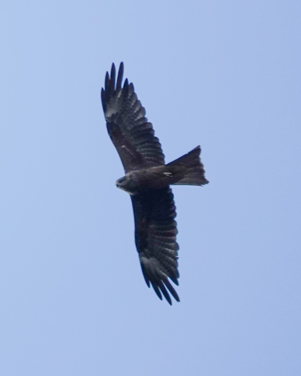 Black Kite - ML642985507