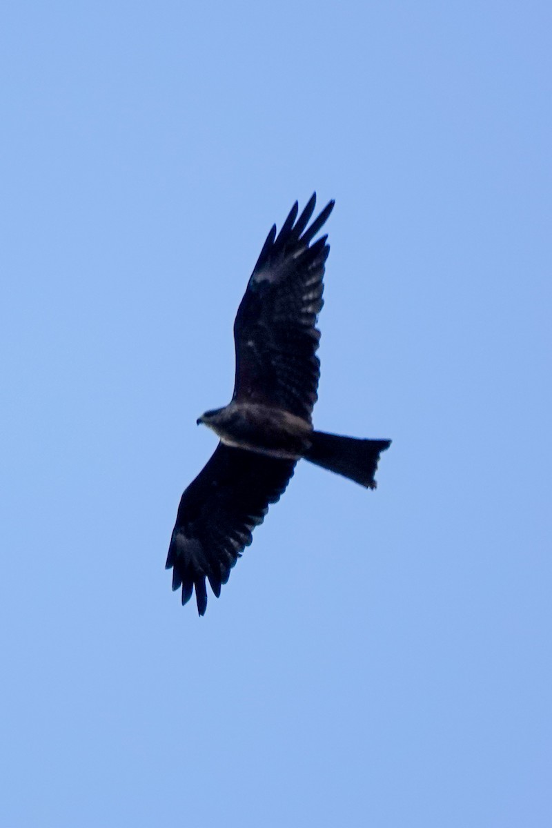 Black Kite - ML642985508