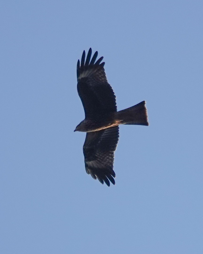 Black Kite - ML642985509