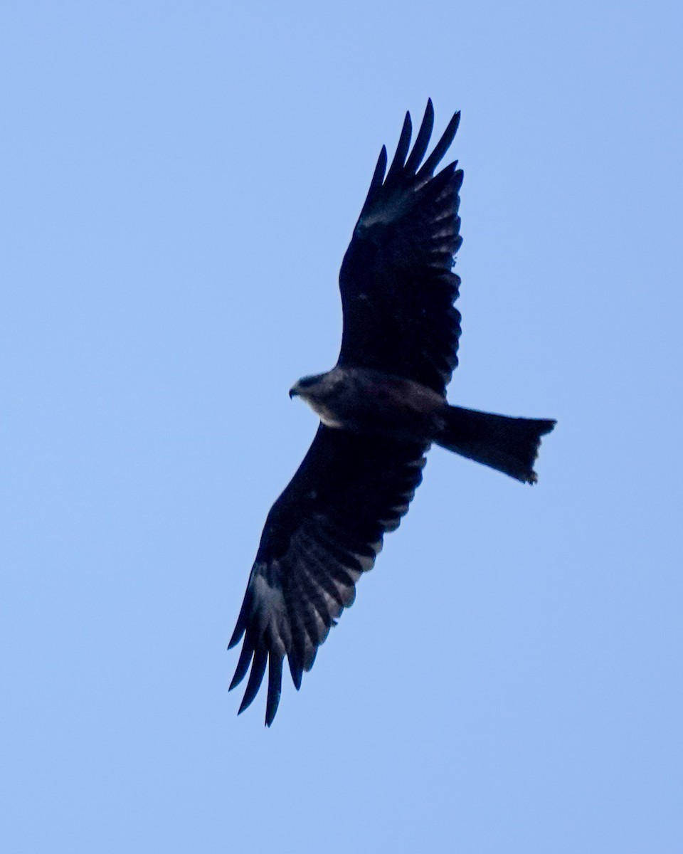 Black Kite - ML642985510
