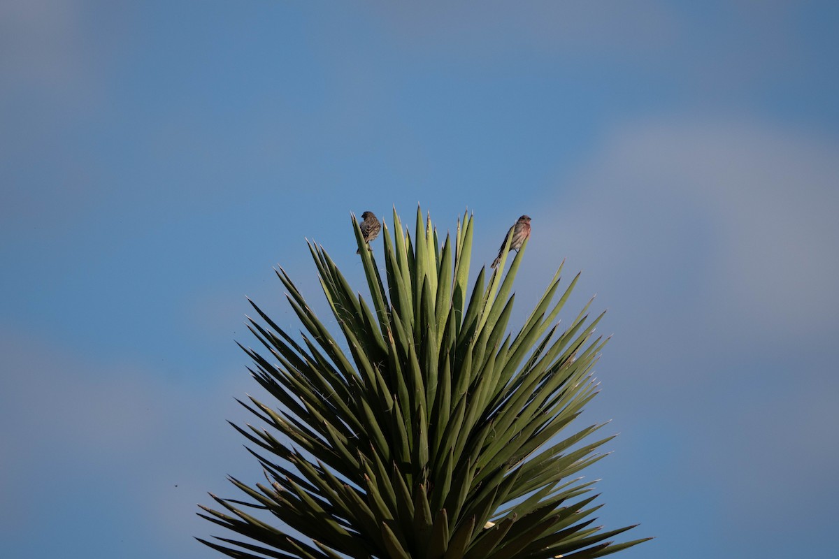 House Finch - ML642985512