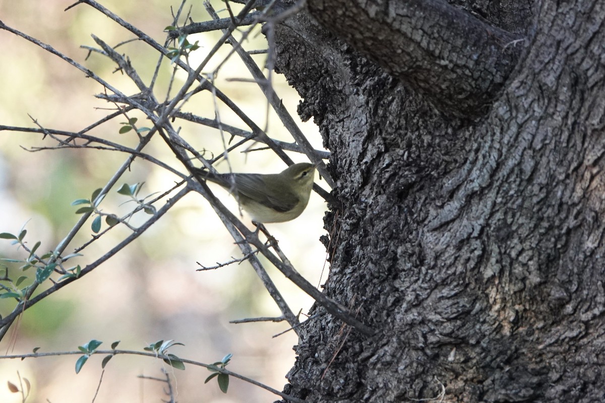 Mosquitero Silbador - ML642985545
