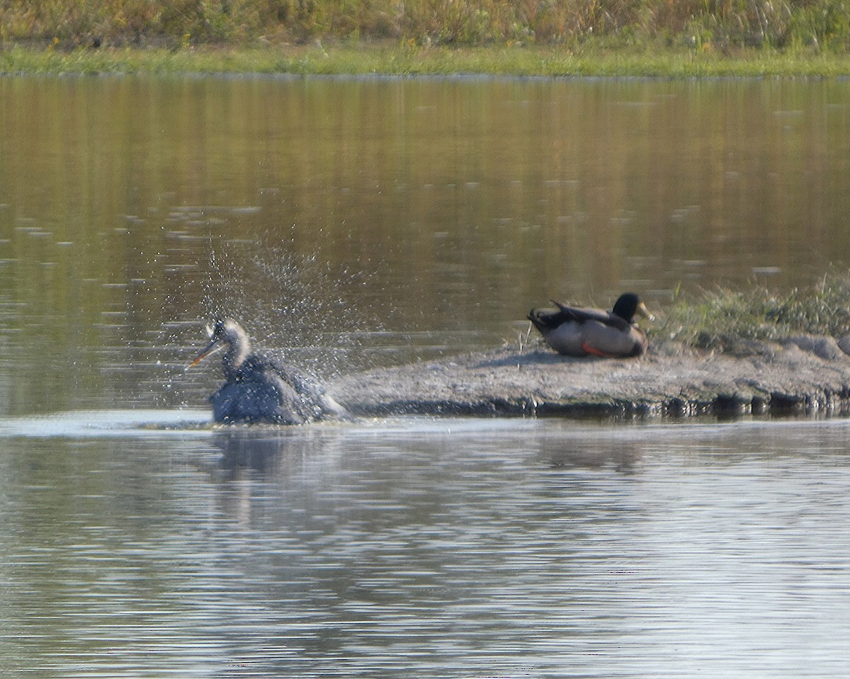 Garza Azulada - ML642985546