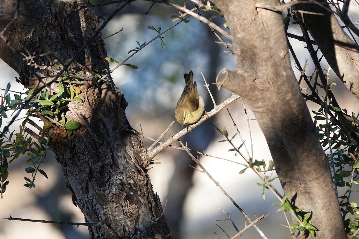 Mosquitero Silbador - ML642985549