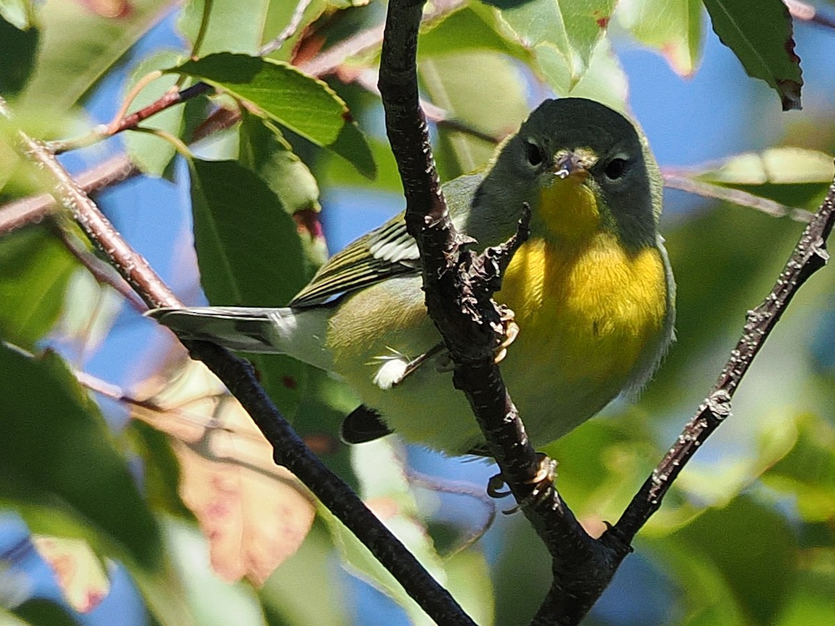 Parula Norteña - ML642985556