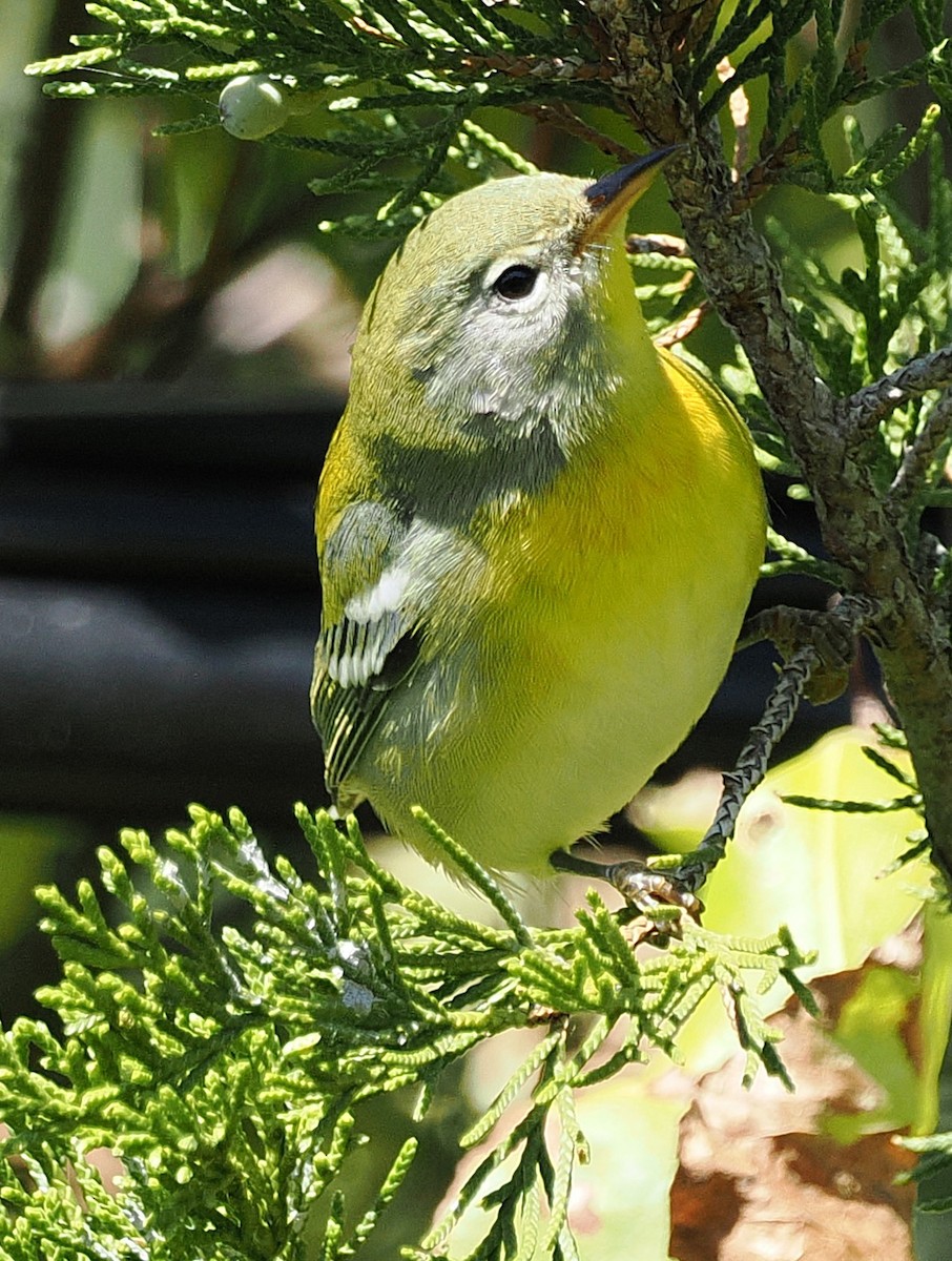 Parula Norteña - ML642985557
