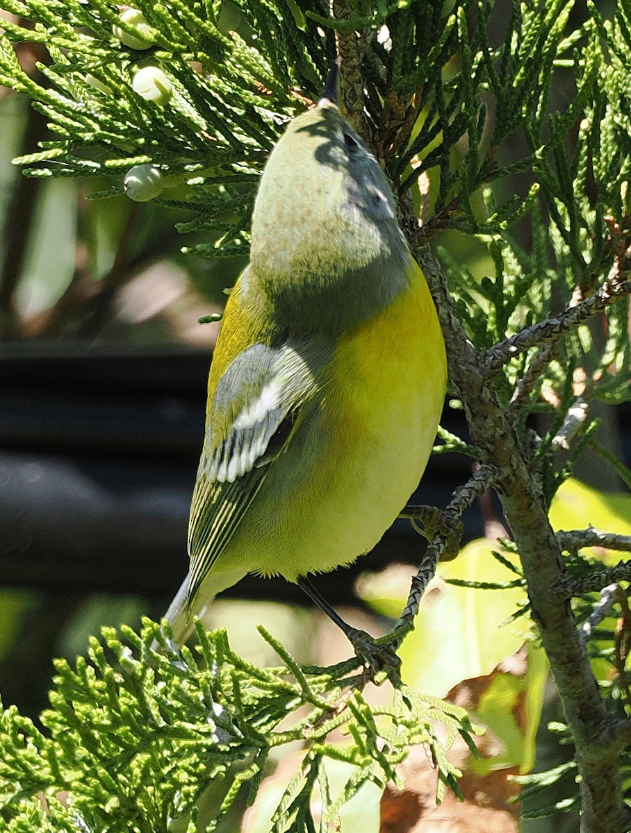 Parula Norteña - ML642985558