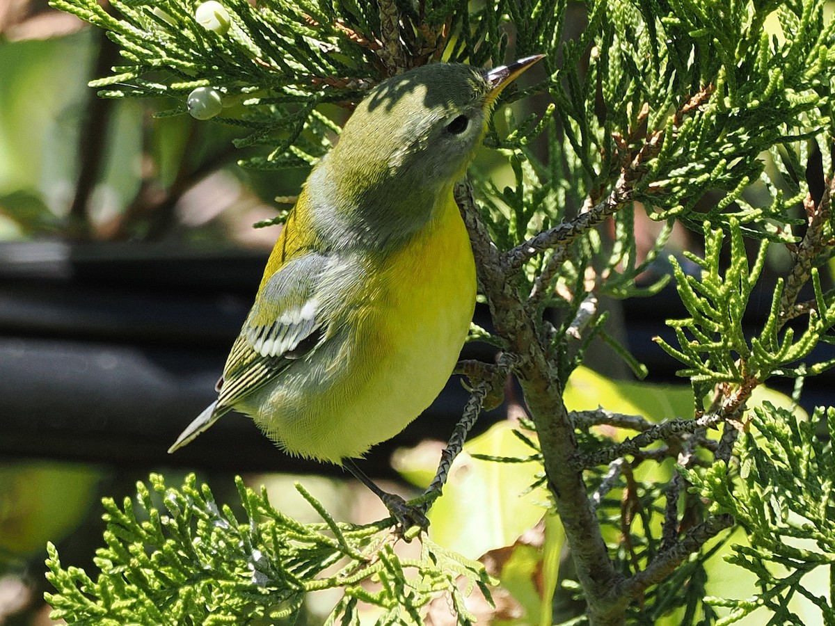 Parula Norteña - ML642985559
