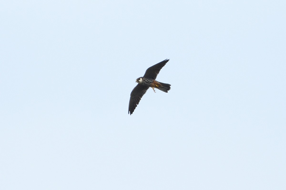 Alcotán Europeo - ML642985562