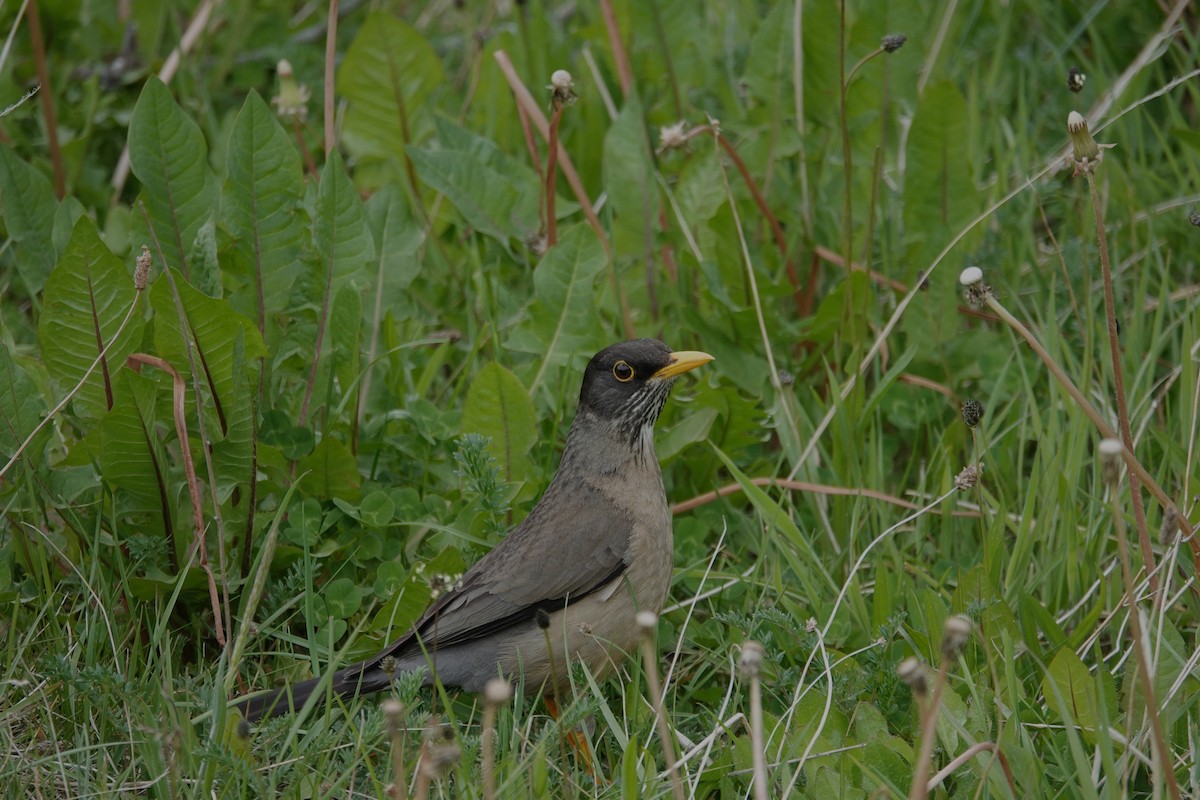 Austral Thrush (Magellan) - ML642985604