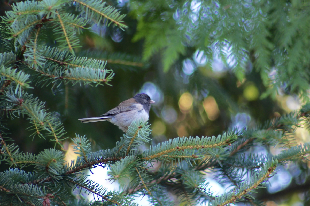 Dark-eyed Junco - ML642985607
