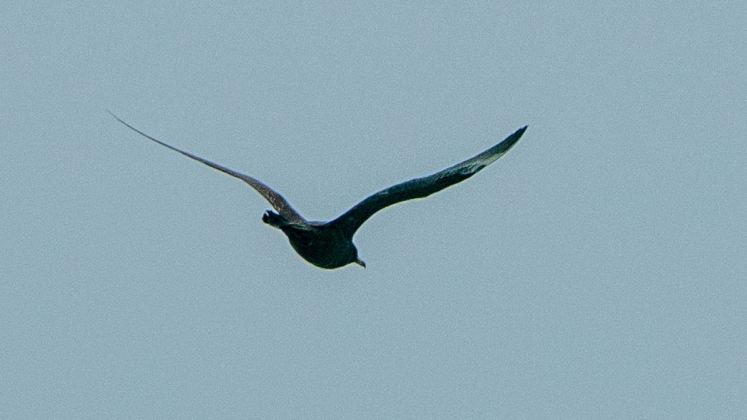 中賊鷗 - ML642985619