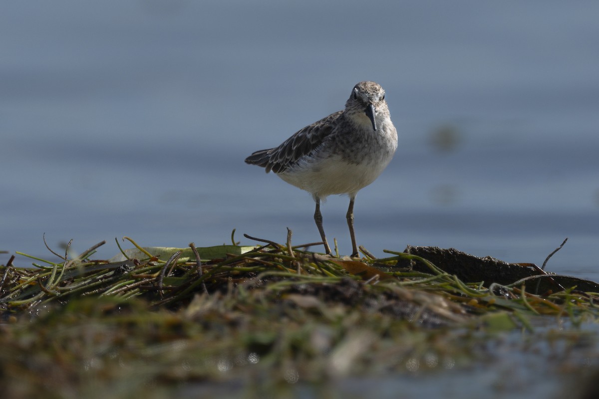 Least Sandpiper - ML642985622