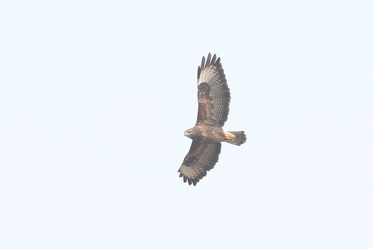 Buse variable (buteo) - ML642985638
