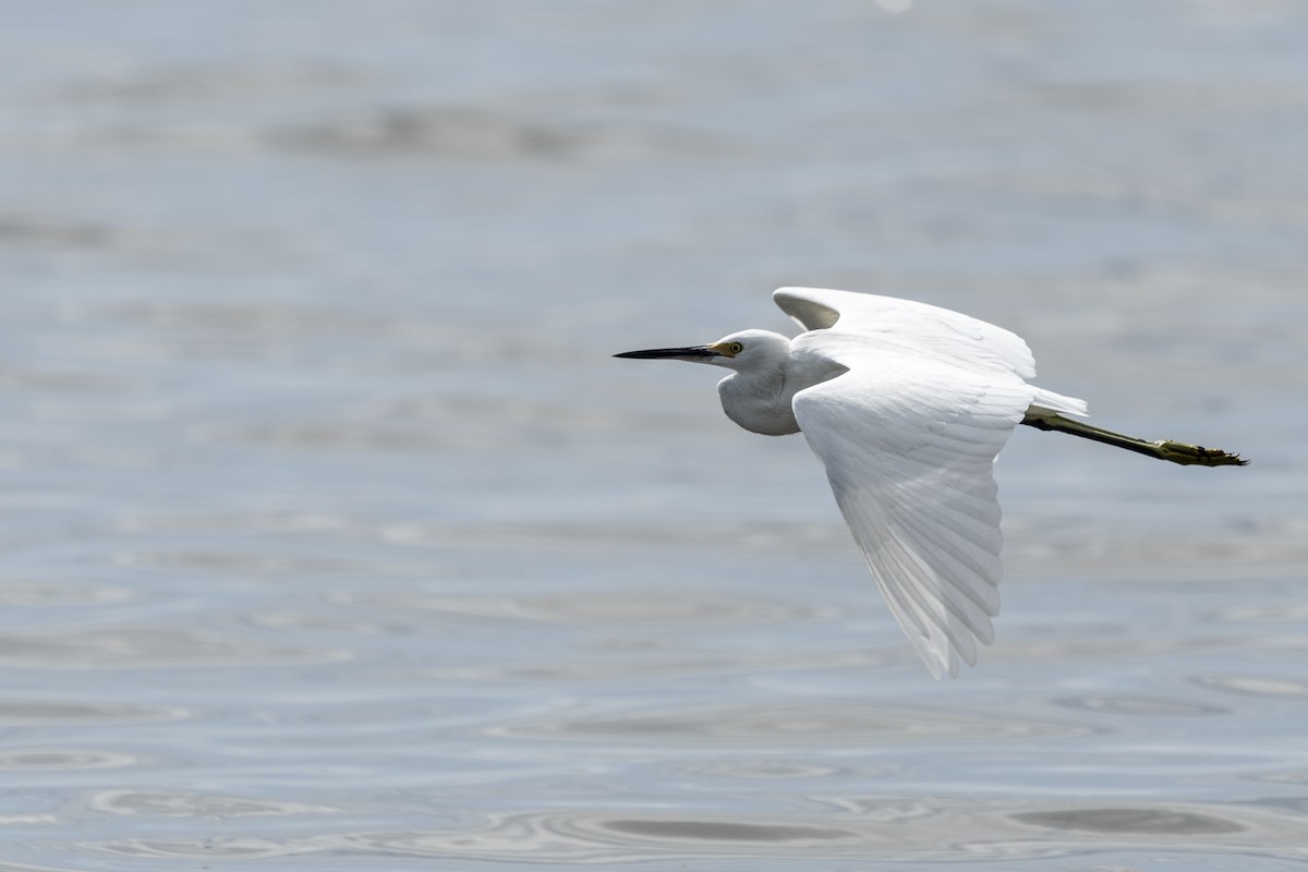 Snowy Egret - ML642985646