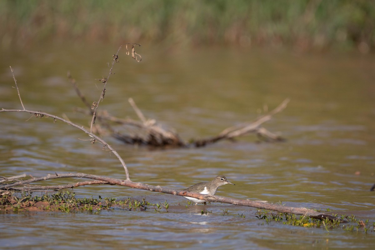 Spotted Sandpiper - ML642985657